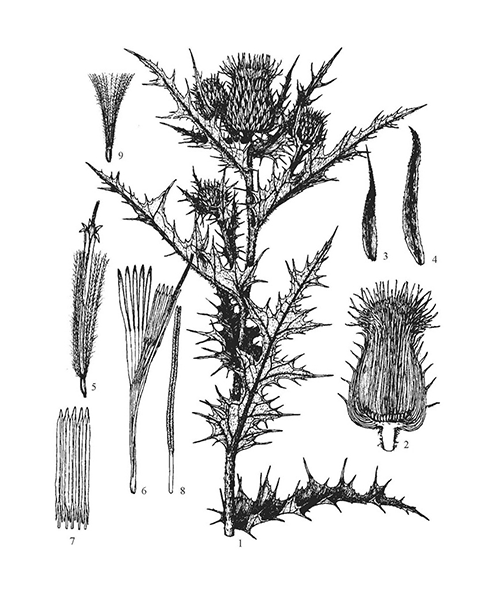 Natural compounds from  Cirsium japonicum
